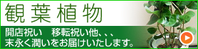 花ギフト｜フラワーギフト